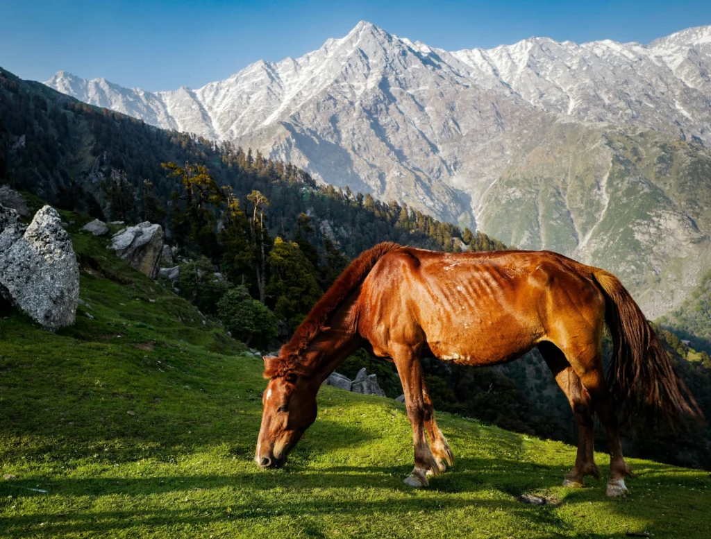 Jalori Pass Trek
